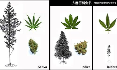 Sativa 和 Indica 有什么区别？还有 Hybrid？我们给你一个最全面的解释。