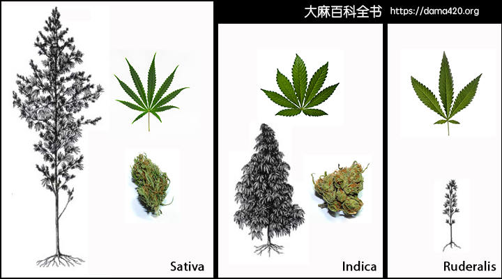 Sativa 和 Indica 有什么区别？还有 Hybrid？我们给你一个最全面的解释。
