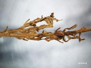 3-大麻上的绒毛