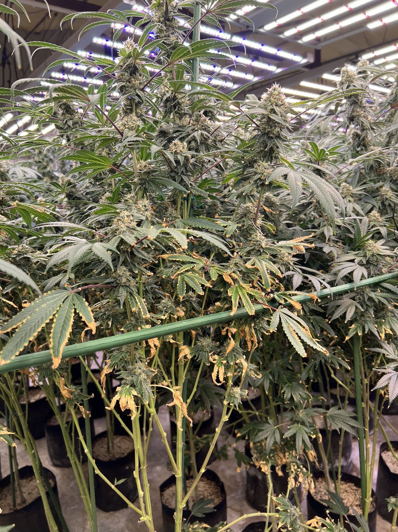 请问何老师:打花7周了,叶子烧成这样是怎么回事?