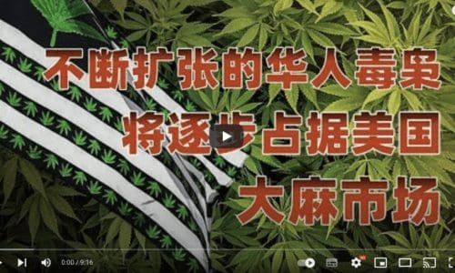 不断扩张的华人毒枭，将逐步占据美国大麻市场