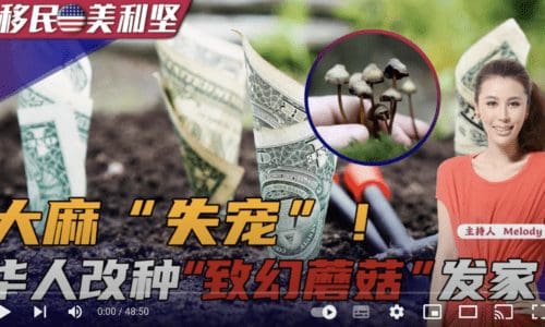 做客《移民美利坚》大麻“失宠”！华人改种“致幻蘑菇”发家？20221223