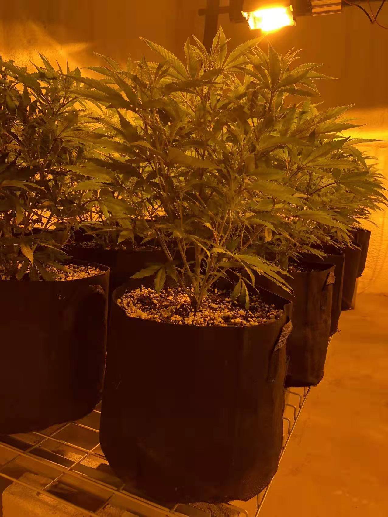 第一張: 生長期第2週。(5月7日拍攝)