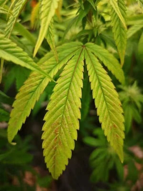 请问何老师:转灯后叶子就变成这样,是什么原因,怎么调整?