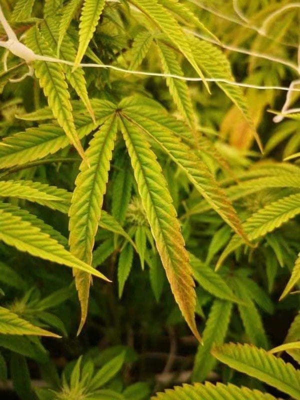 请问何老师:转灯后叶子就变成这样,是什么原因,怎么调整?