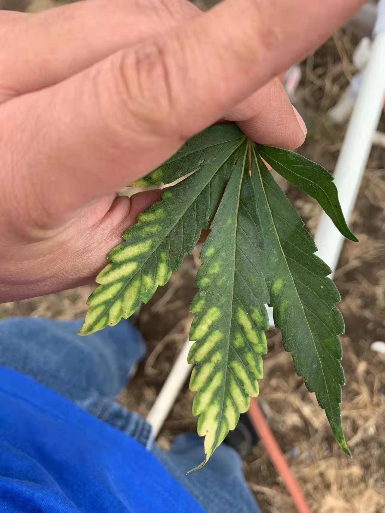请问何老师:叶前半部靠叶尖,有白色枯点