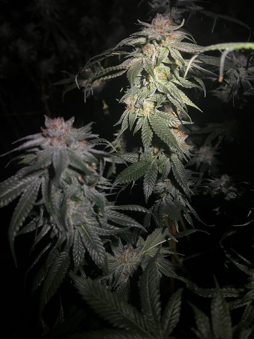 果实一点没长,同房间1/3正常生长,另2/3的见照片
