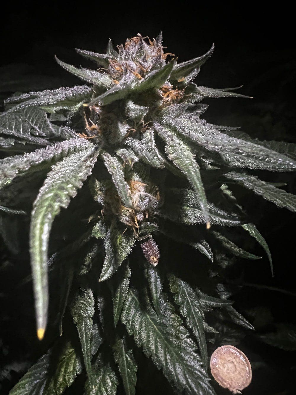 已排除漏光和光强,请问是什么原因导致了树后期变成这样?