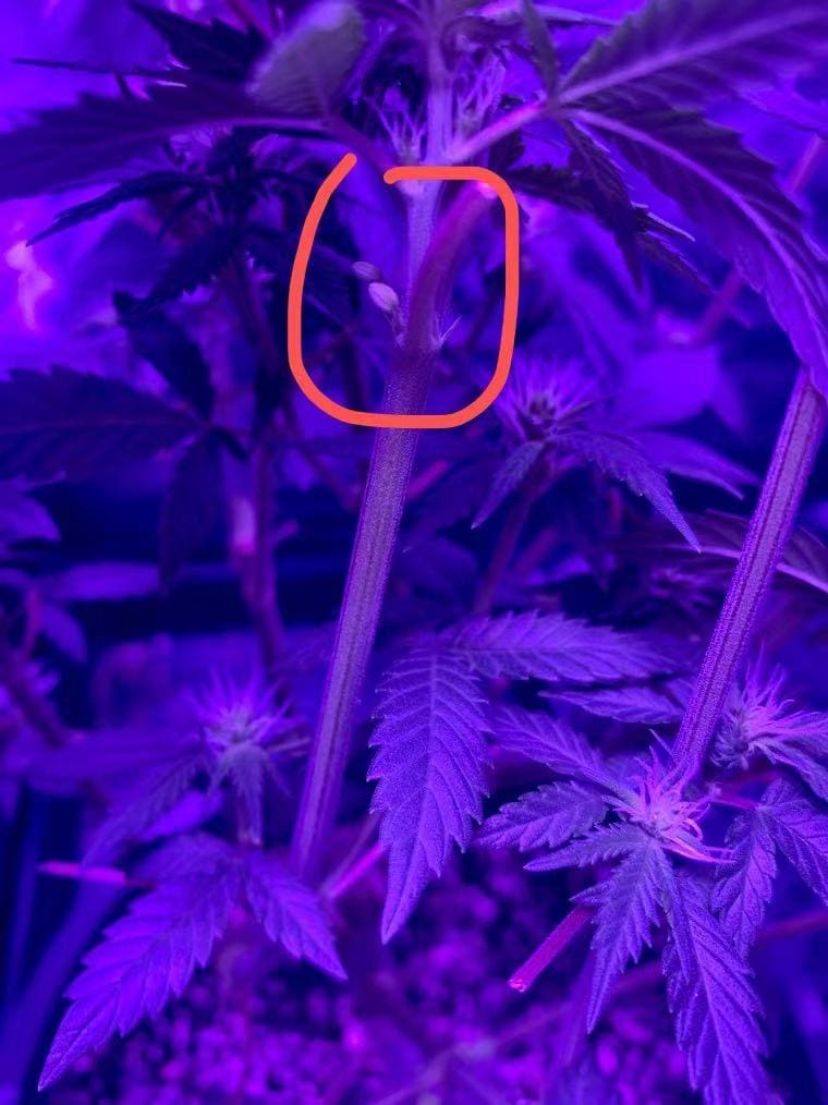 请问何老师:大麻樹上有一個小球形的東西,請問一下這棵樹是不是雄性的