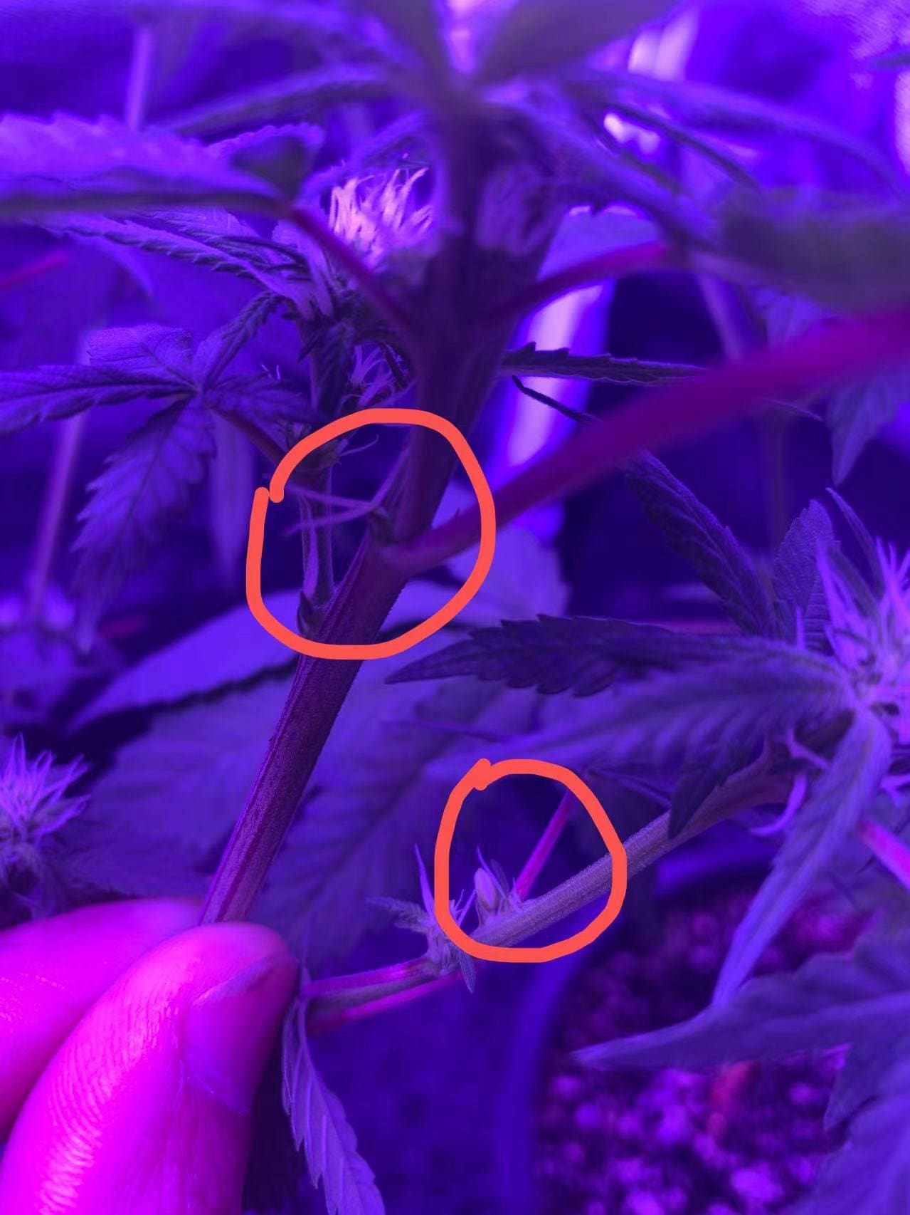 请问何老师:大麻樹上有一個小球形的東西,請問一下這棵樹是不是雄性的