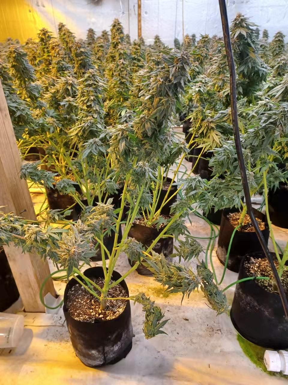 请问何老师:大麻肉不多,头都黄叶怎么办?3加侖布袋表面,有大面積白色粉狀物(礦物塩)。