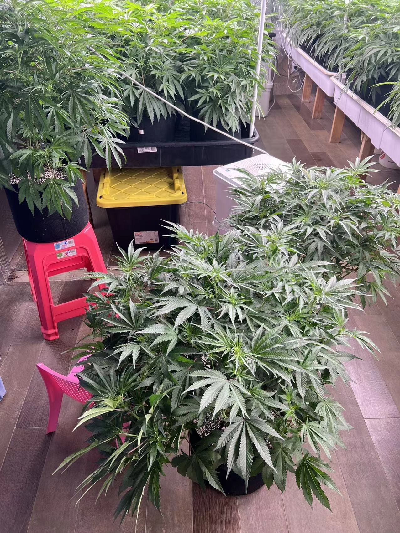 图二花期第10天