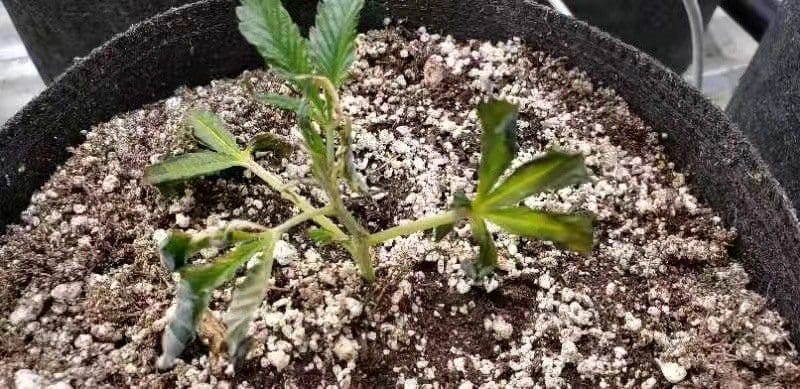 第3張照片: 有三片叶,有4片叶,有5片叶。叶捲,枯,霉。苗的主枝及叶柄有霉斑点。主枝最上端,未見發出新芽!