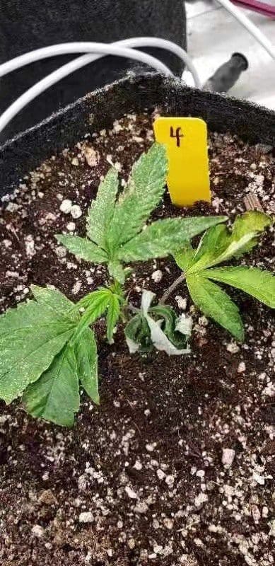 第4張照片: 与上述3張照片中之苗,狀況相同。
照片中之最下端叶,己下垂捲缩!