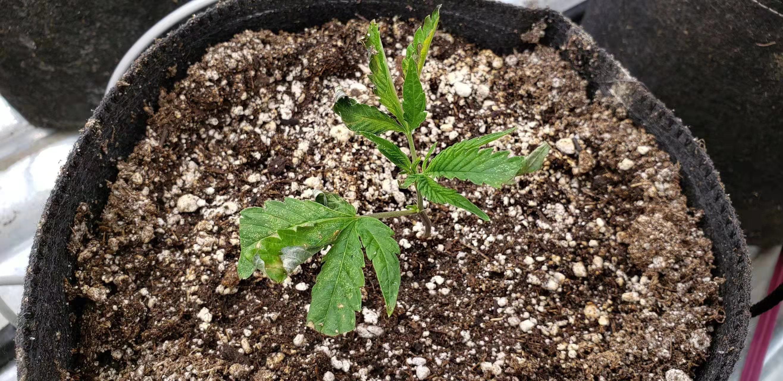 第2張照片: 苗之左下辺大叶,為不正常的四叶片,向上翻捲,見叶底有霉斑。
中上大叶片,亦為不正常4片叶。
右辺大叶,為5片叶。5叶片之中間叶片,靠叶尖之半部,上捲,枯,霉。
