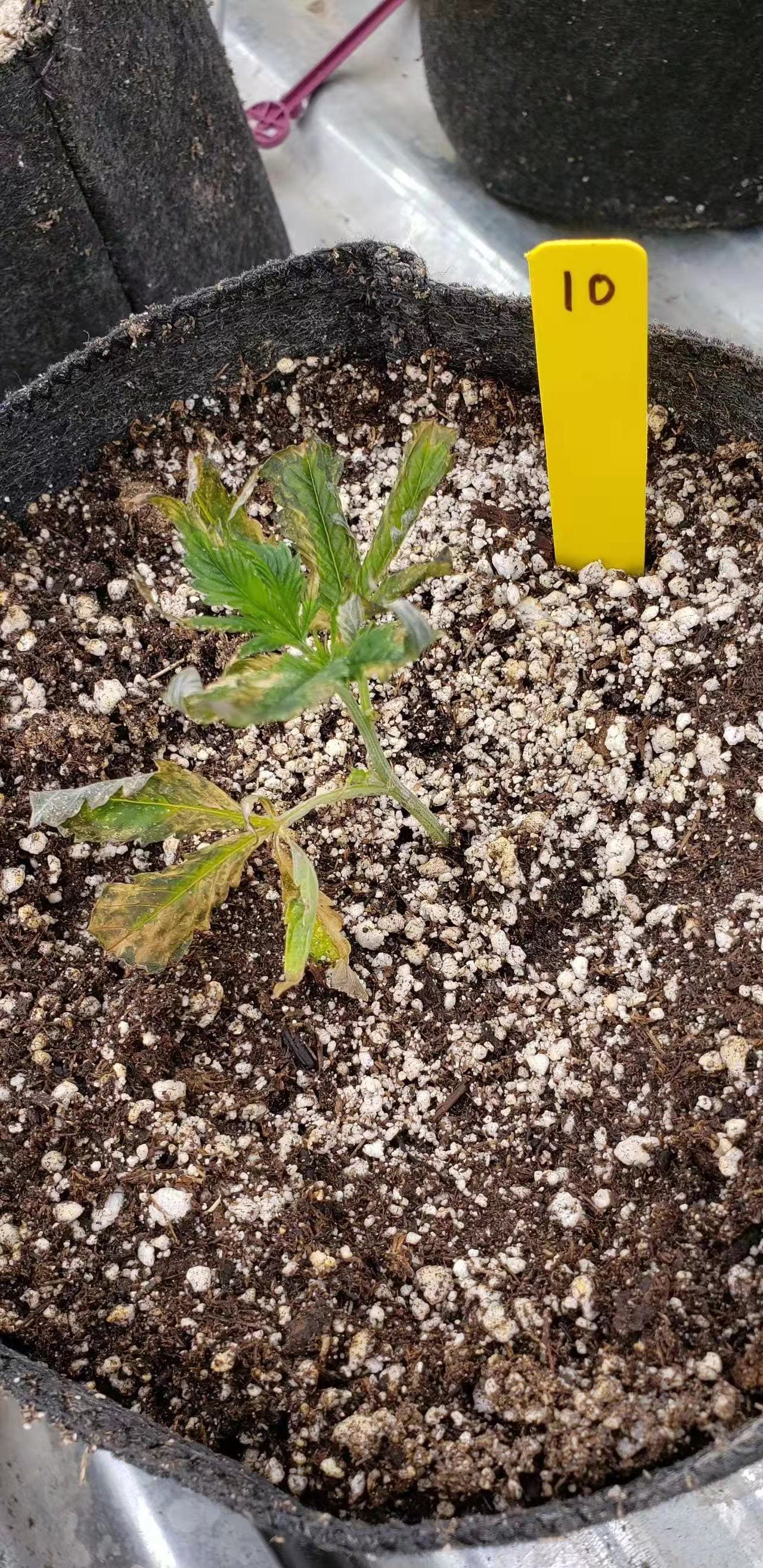 第6張照片: 左辺叶己枯萎,其他叶亦近枯萎!
