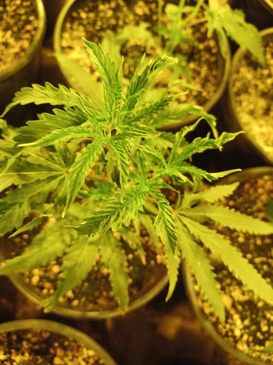 请问何老师:这个大麻叶子是什么情況呀?