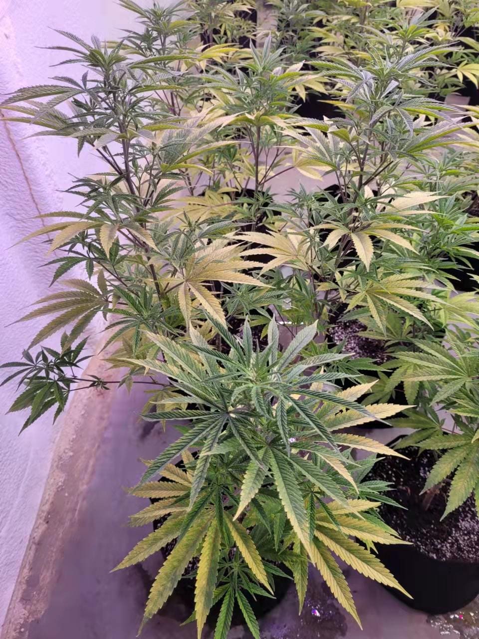 附圖: 两至三週,無新鮮空气進出之全場黄叶照片,以供見証。