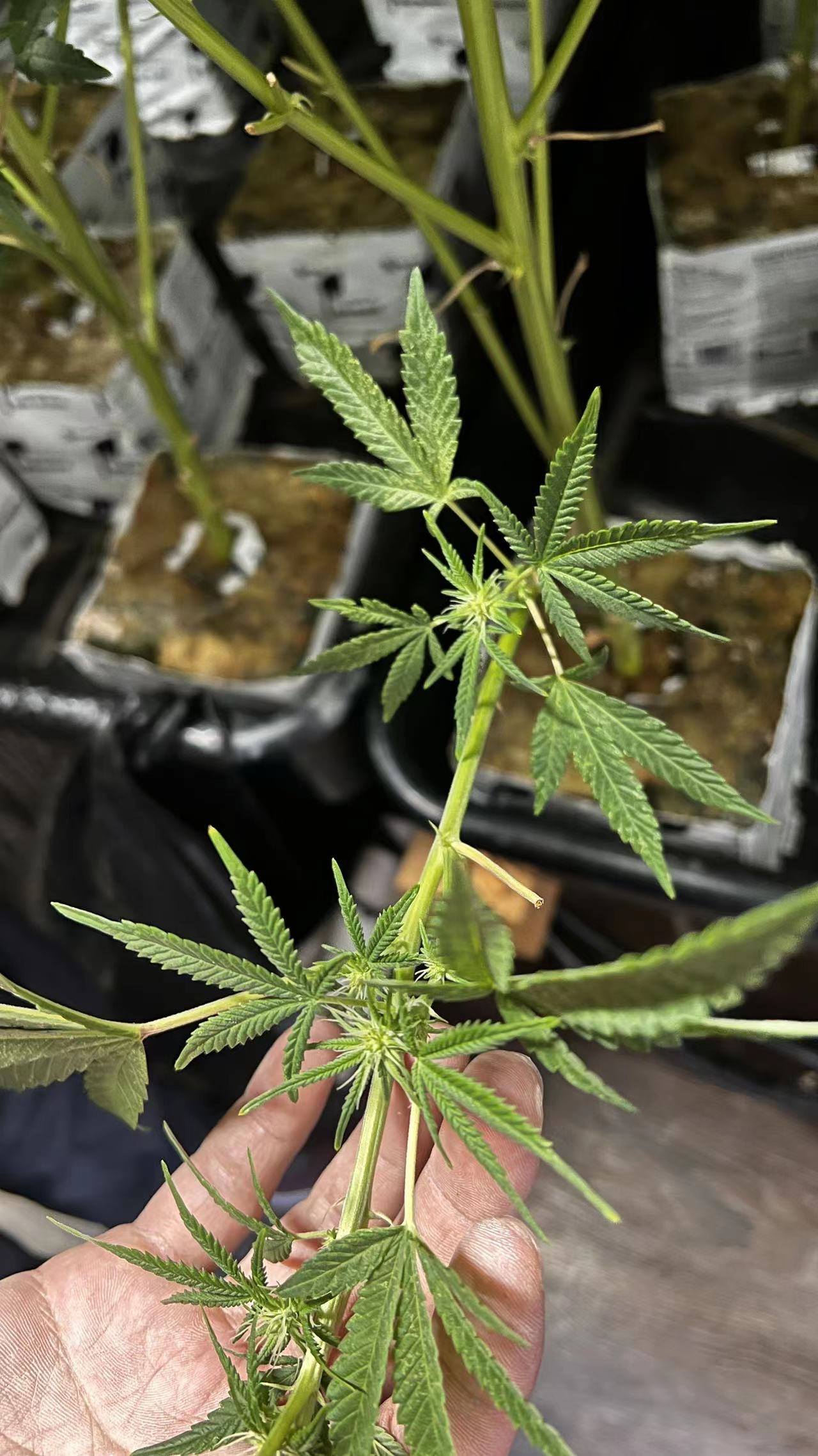 大麻品种白金转灯打花8-10周 花蕾还没有母指大,正常吗?