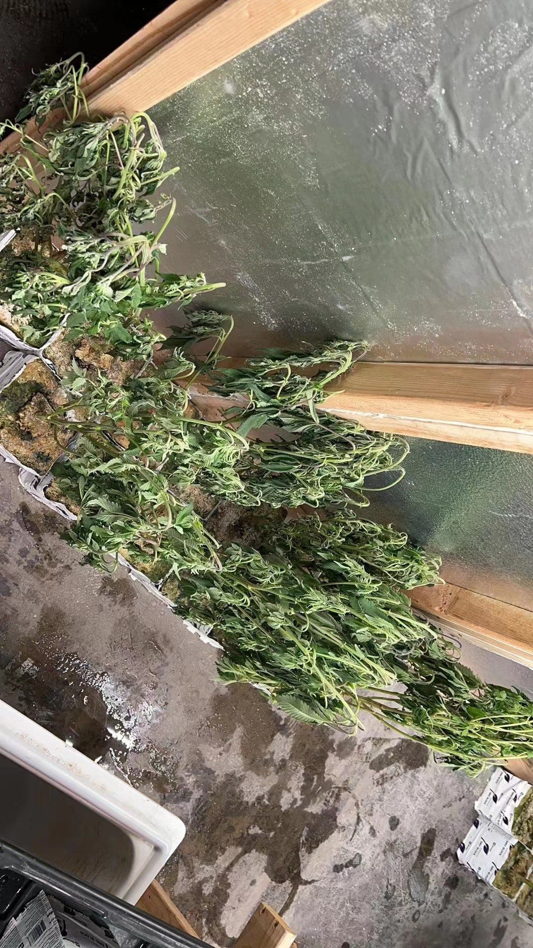 几十棵大麻变成了这个样子,装车前有部分缺水,但是有加一部分,请问是什么情况