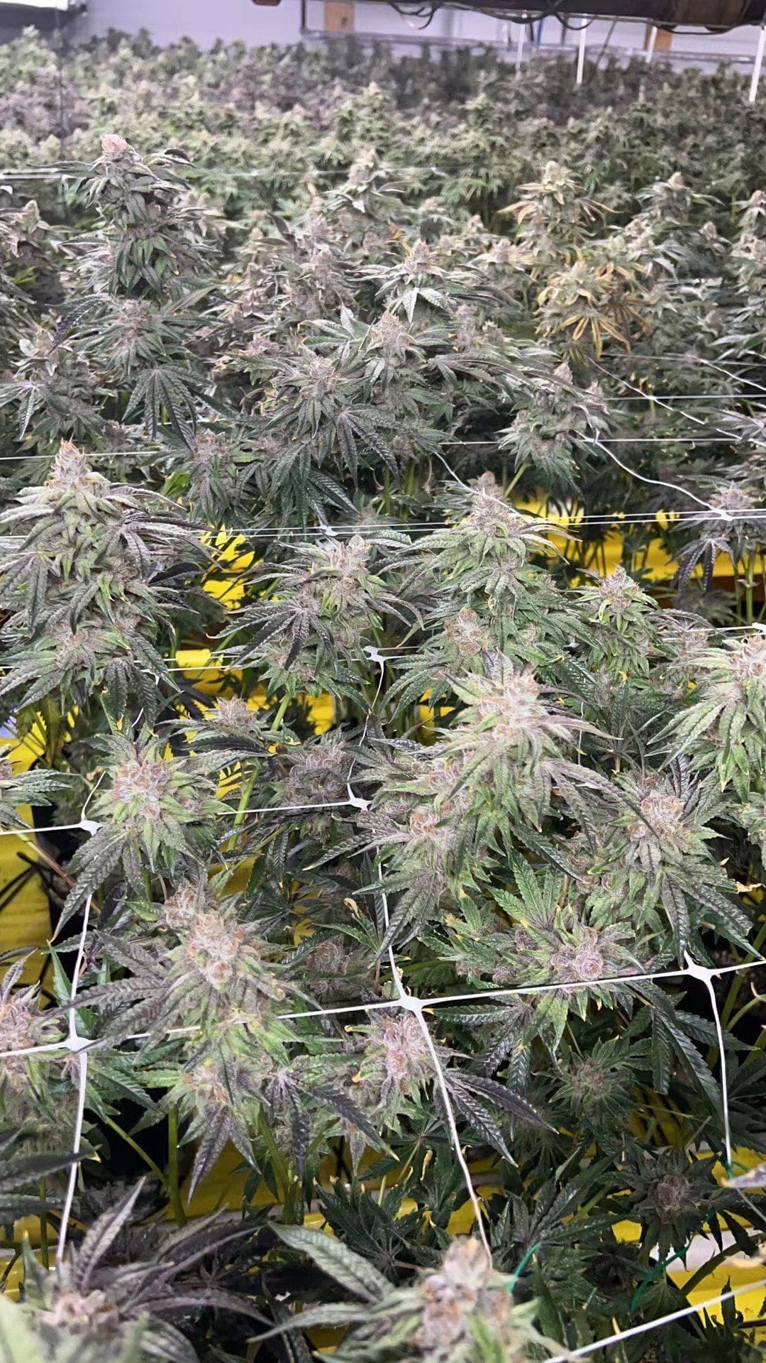 大麻种植第八个星期但是叶子还是绿