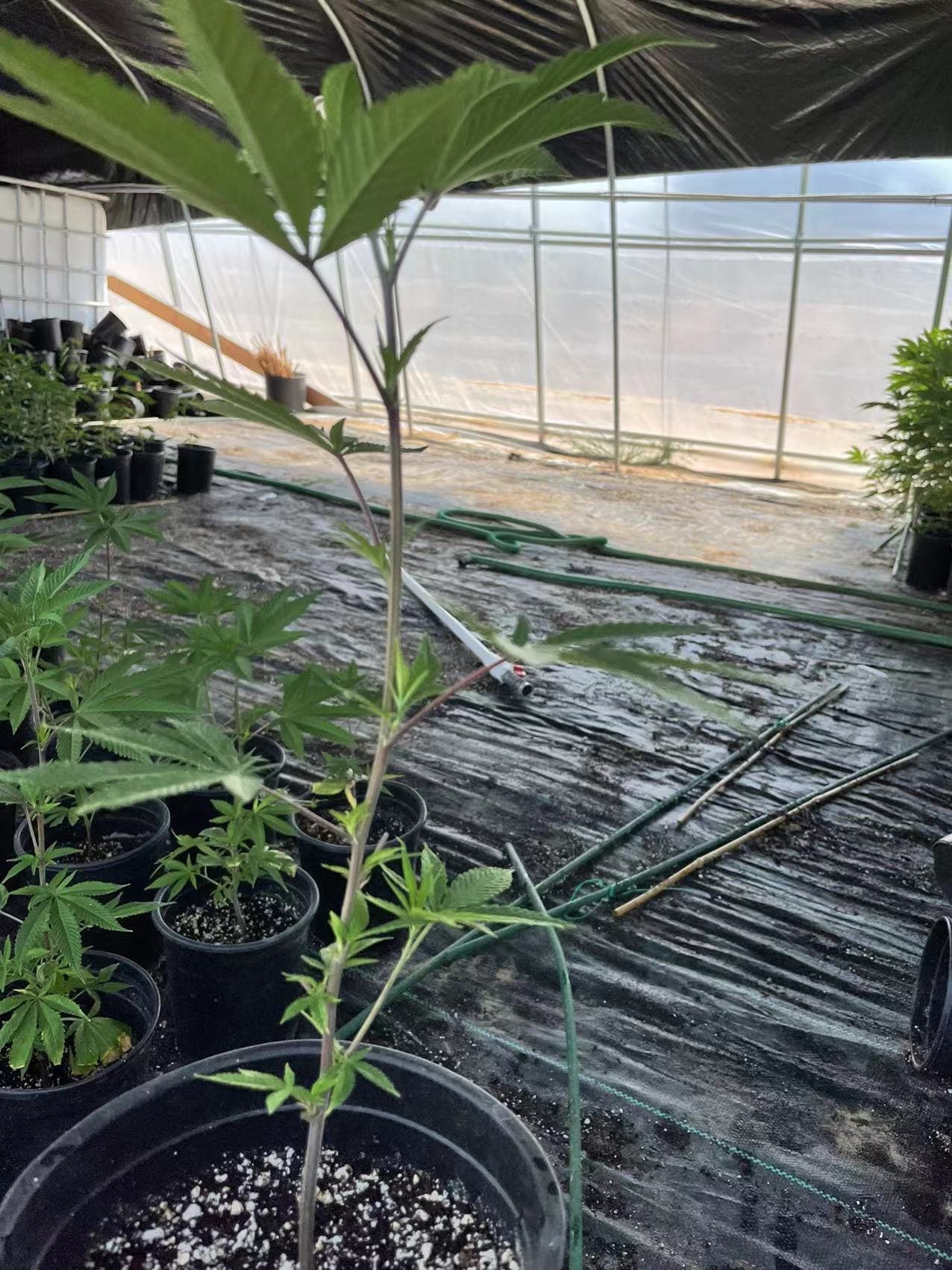 芽签换一加仑苗一直长高边枝出不来,这是我药水用错了吗,还是什么原因?