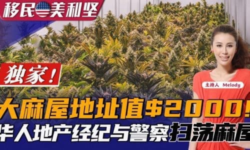 惊心动魄：大麻屋地址可售$2000!华人地产经纪参与警察扫荡大麻屋全经历！《移民美利坚》20220719第178期