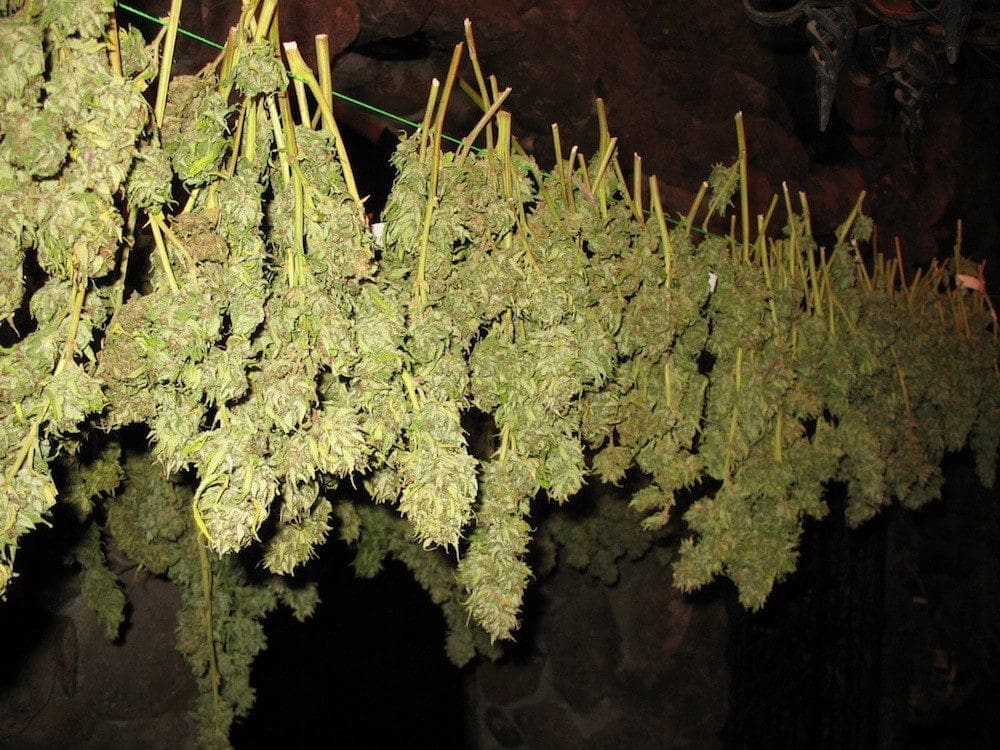 大麻种植之新手农夫室内种植入门指南
