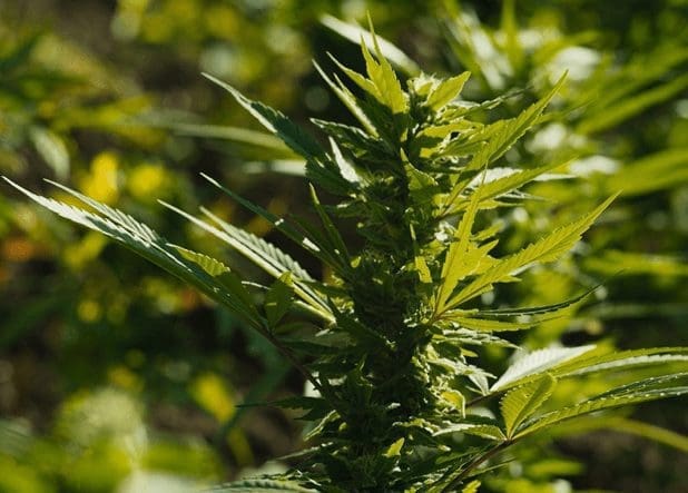 未雨绸缪,关于大麻的那些法律常识以及应对方法(一)