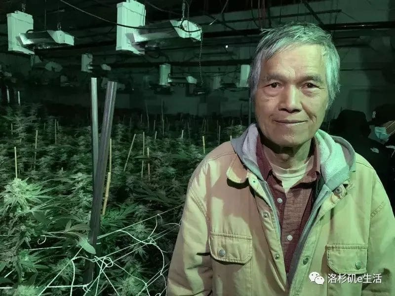 从非法到合法 华裔七旬退役陆官20年种大麻经验「像印钞票！」