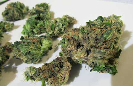 32 - 大麻芽的腐烂发霉