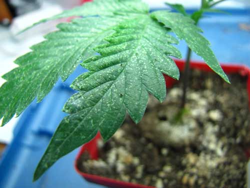 蜘蛛螨,最常见的大麻害虫——丛零单种(44)