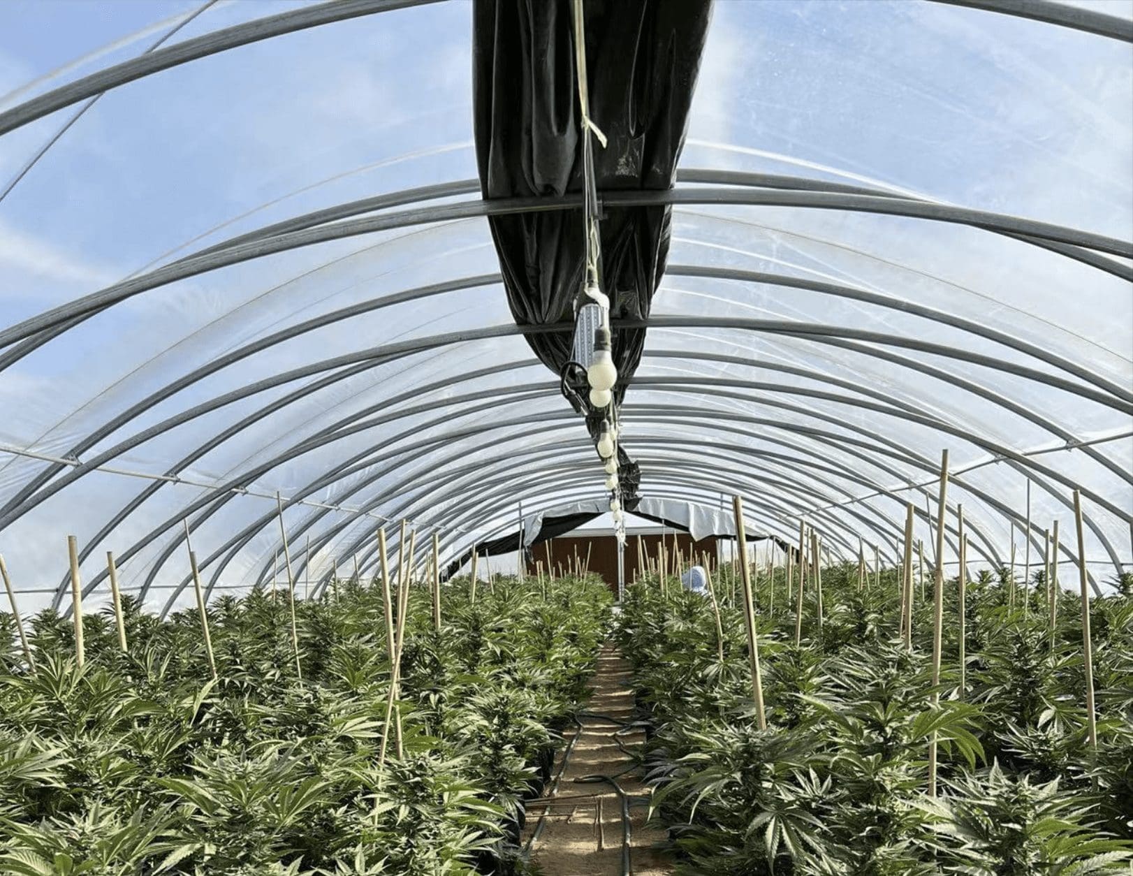 请问何老师:大棚内温度100度只打开两侧通风口,没有开水帘和前面风机可以吗?