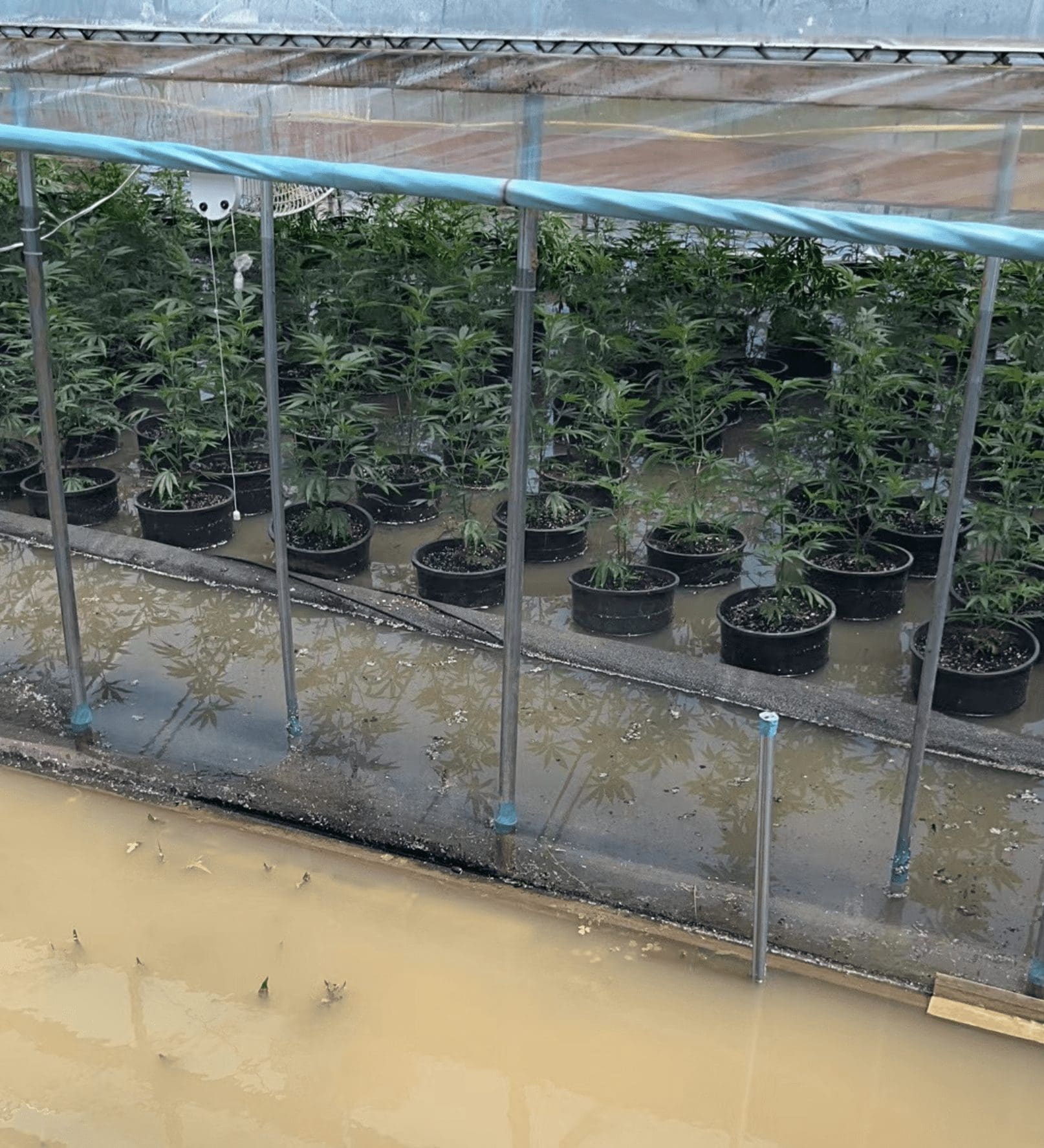 请问何老师:大棚被水淹了,这样树还能救吗?怎么救?