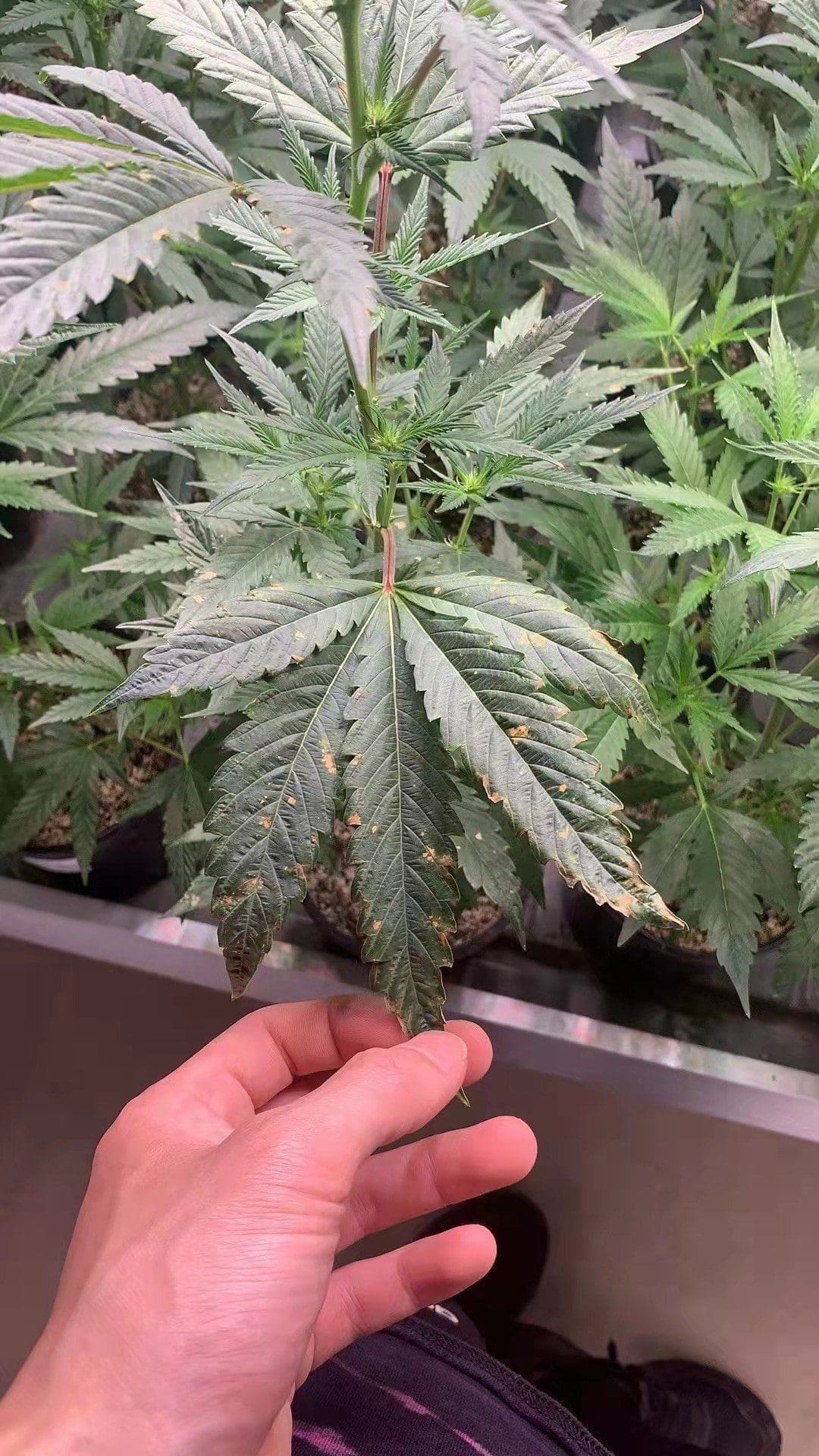 请问何老师:种植点评#3 大麻叶斑病