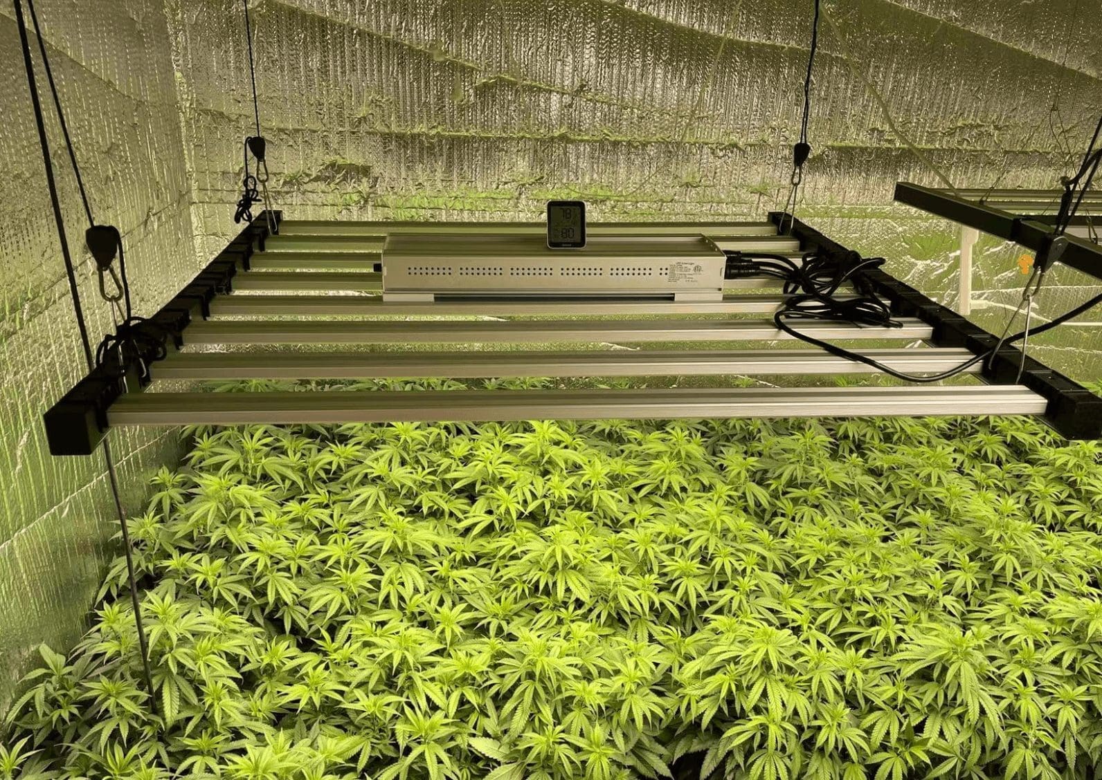 您的LED灯,与树有相當距離,故,不存在"光照" PPF 过強問题!
