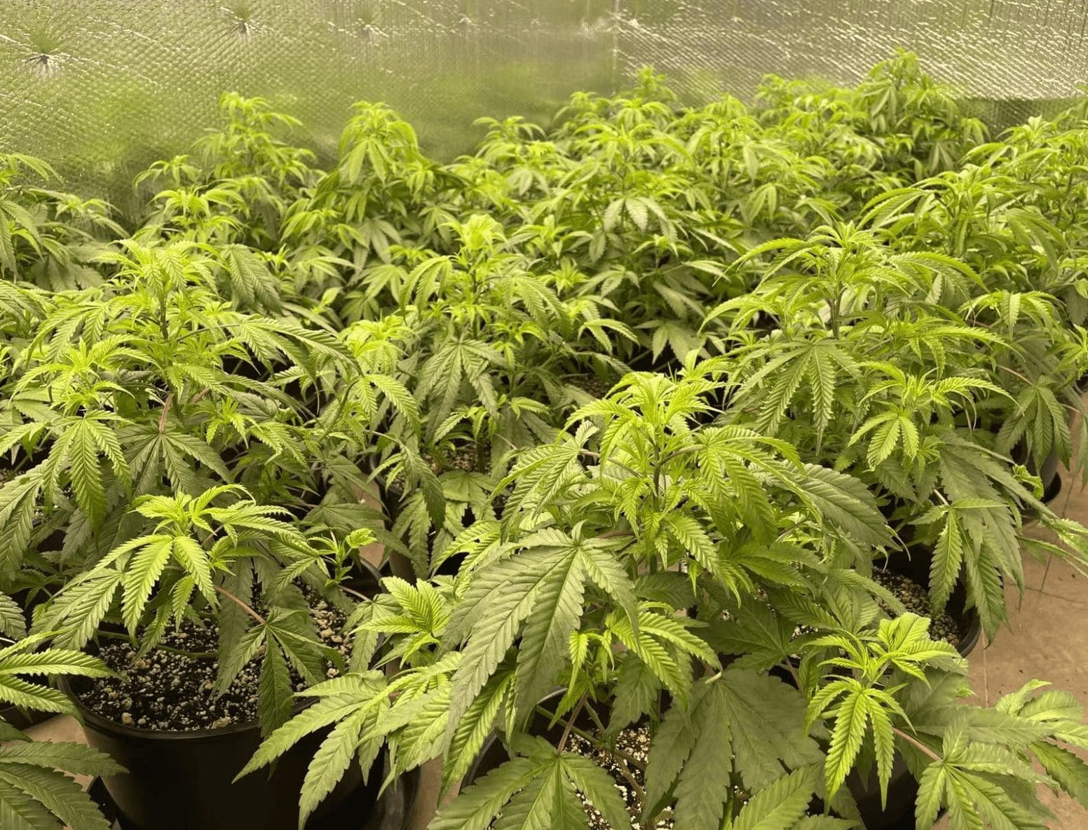 树叶下垂: 見照片中种植盆之种植土為"黑色",是否平常或這幾天澆水"过多"? (澆水过多:树叶下垂!)