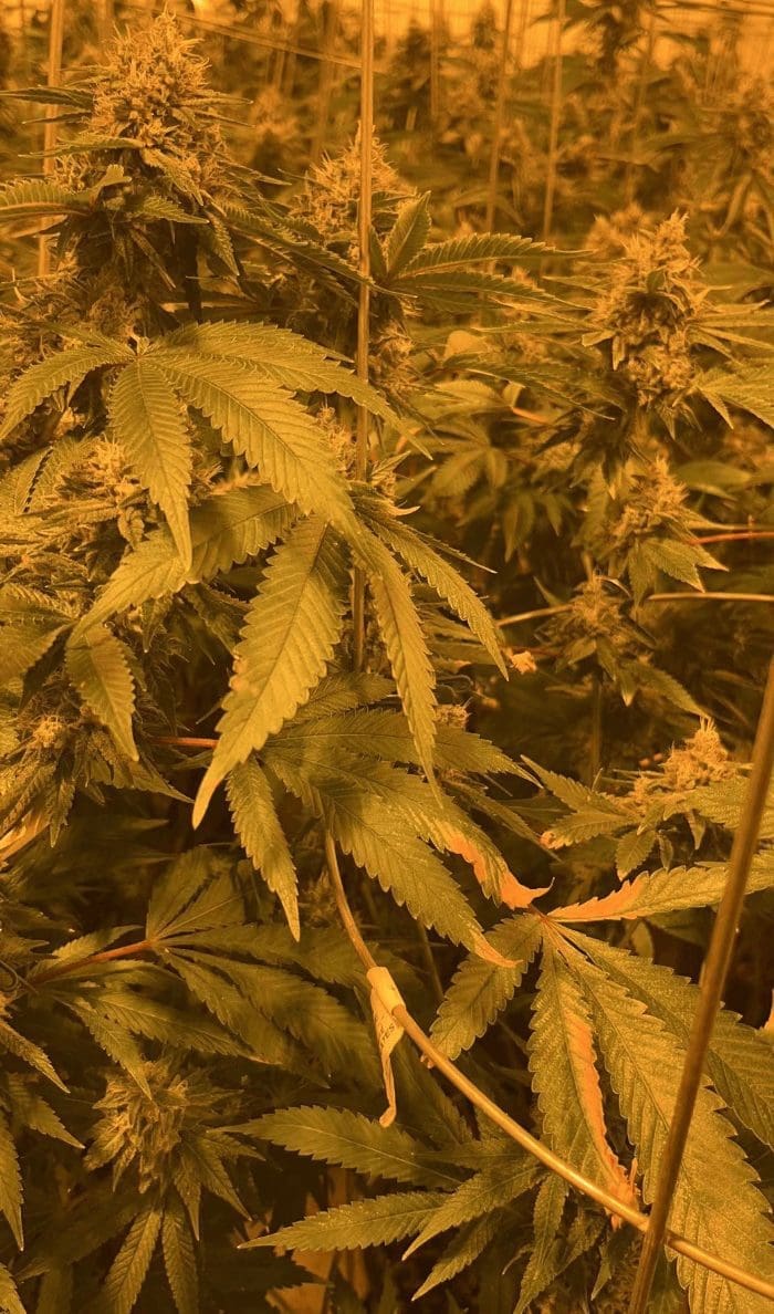 在您照片中,在下推测主因: 長期过量澆水,土过濕,因而滋生病菌,導致根先病,莖次病,最終叶也枯病。