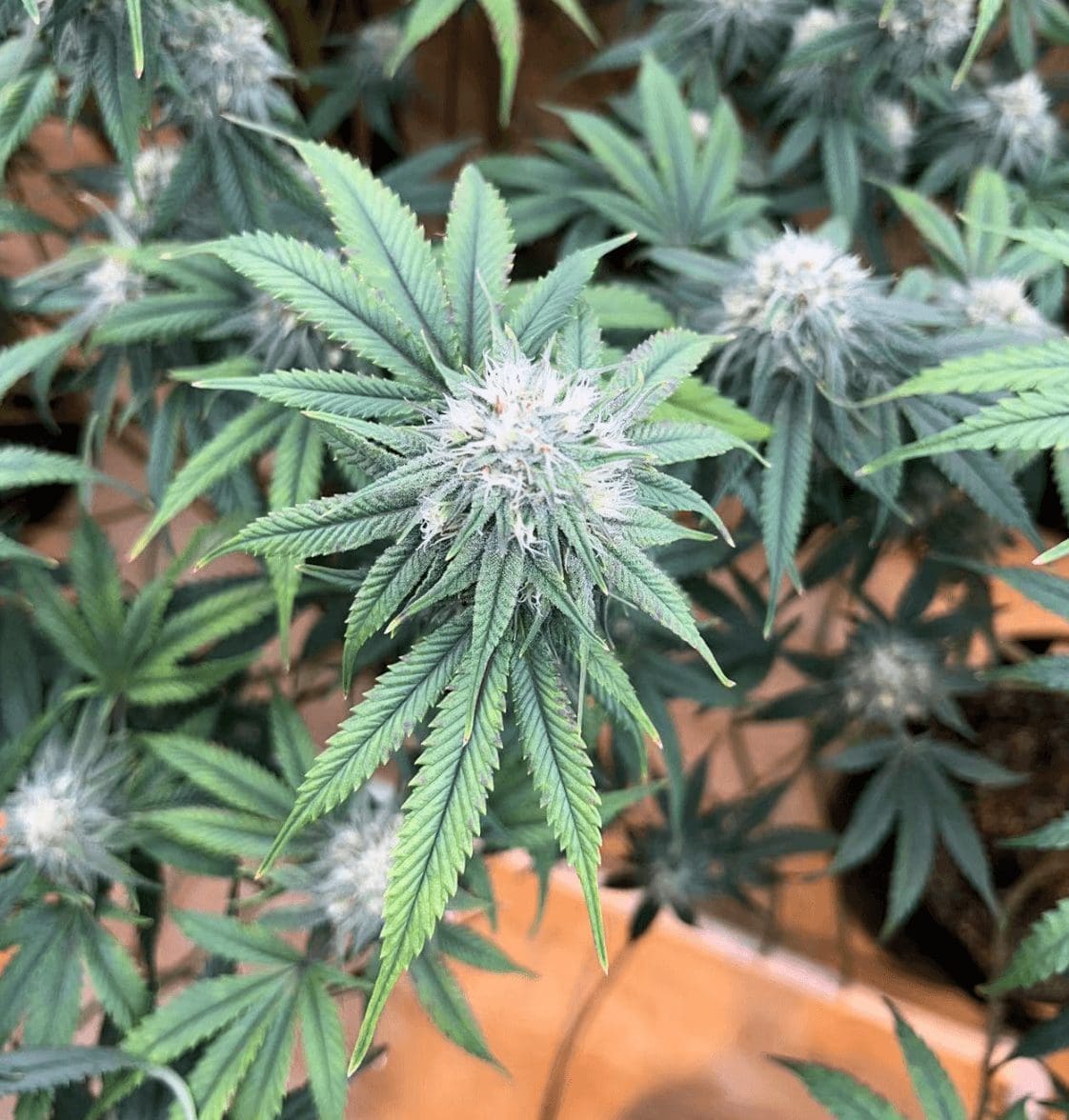 请问何老师:这树是怎么了,一个房间全部都是这种 叶子向下卷