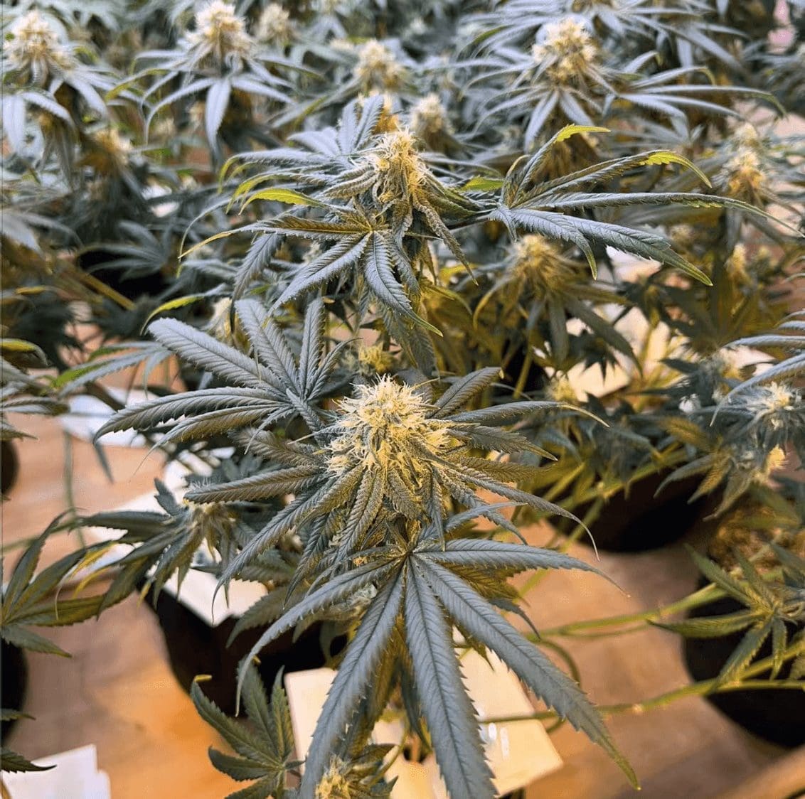 请问何老师:这树是怎么了,一个房间全部都是这种 叶子向下卷