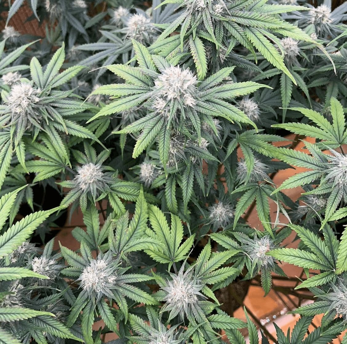 请问何老师:这树是怎么了,一个房间全部都是这种 叶子向下卷