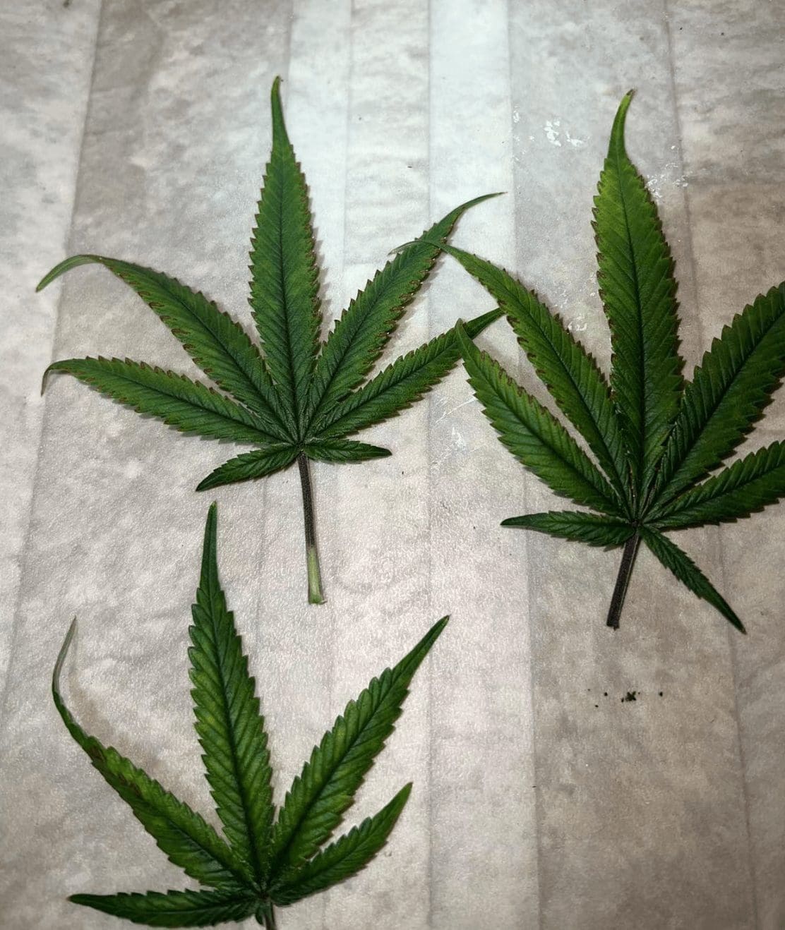 请问何老师:这树是怎么了,一个房间全部都是这种 叶子向下卷