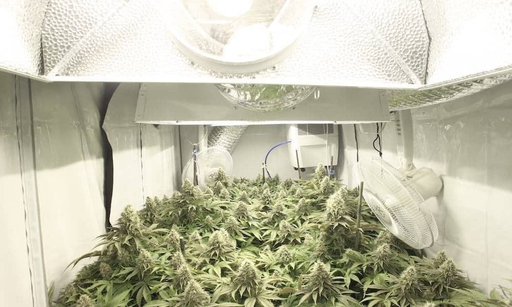 大麻种植之新手农夫室内种植入门指南