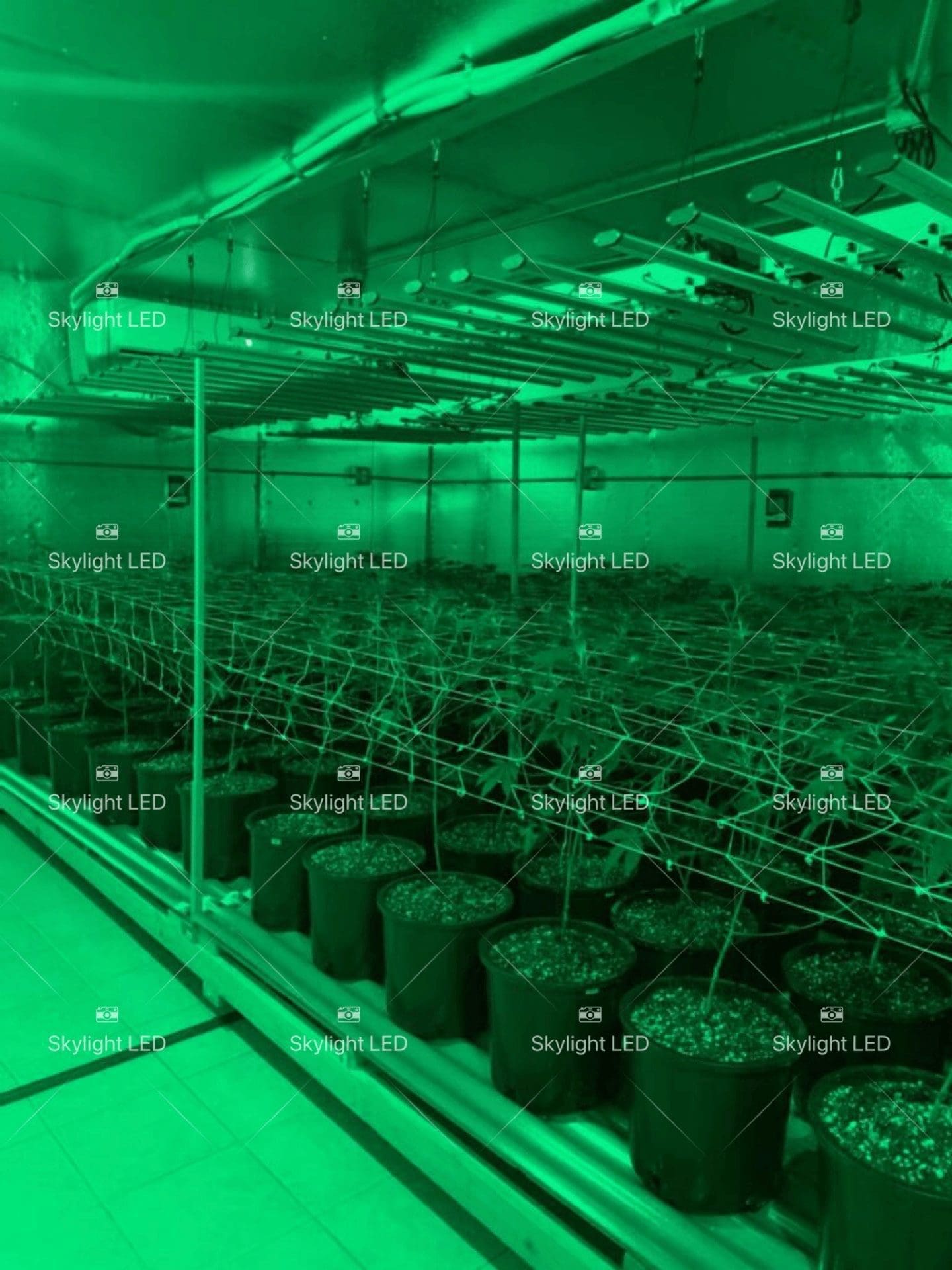 “知麻”开灯——大麻种植灯新手指南·一