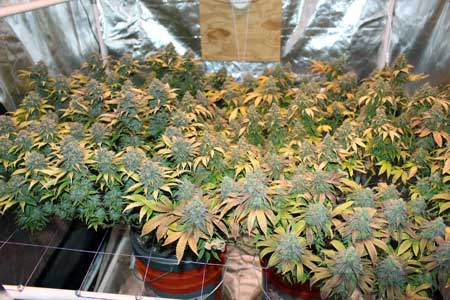 17 - 用荧光灯种大麻