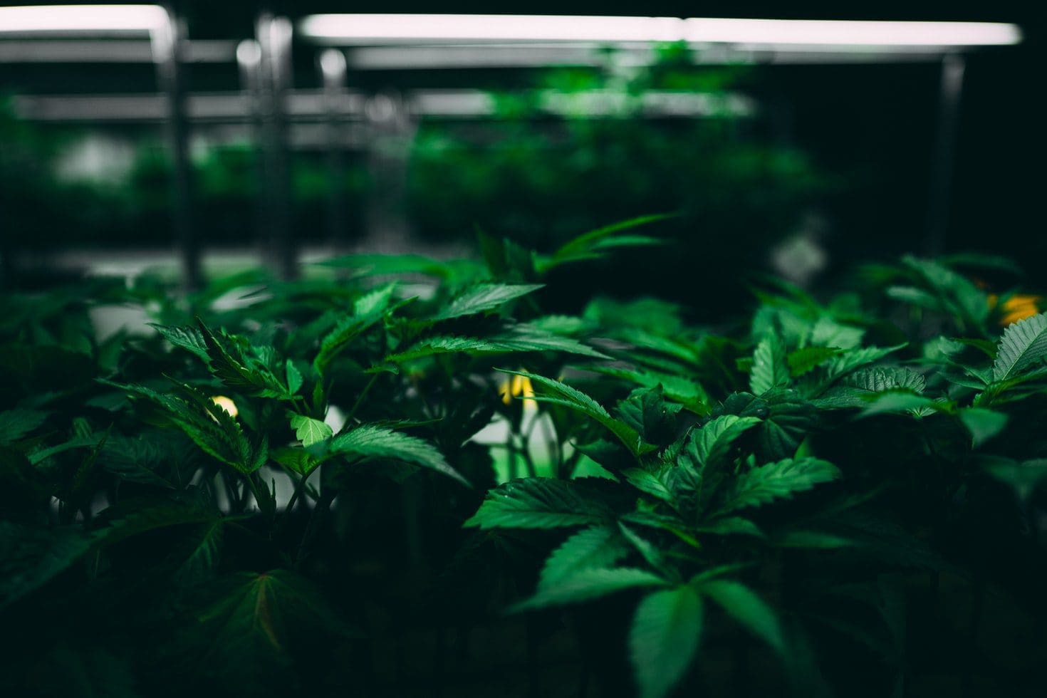 克隆苗用T5,养母树用林氏