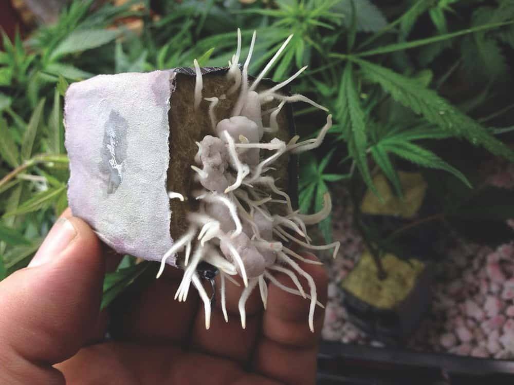 大麻种植技术之克隆大麻