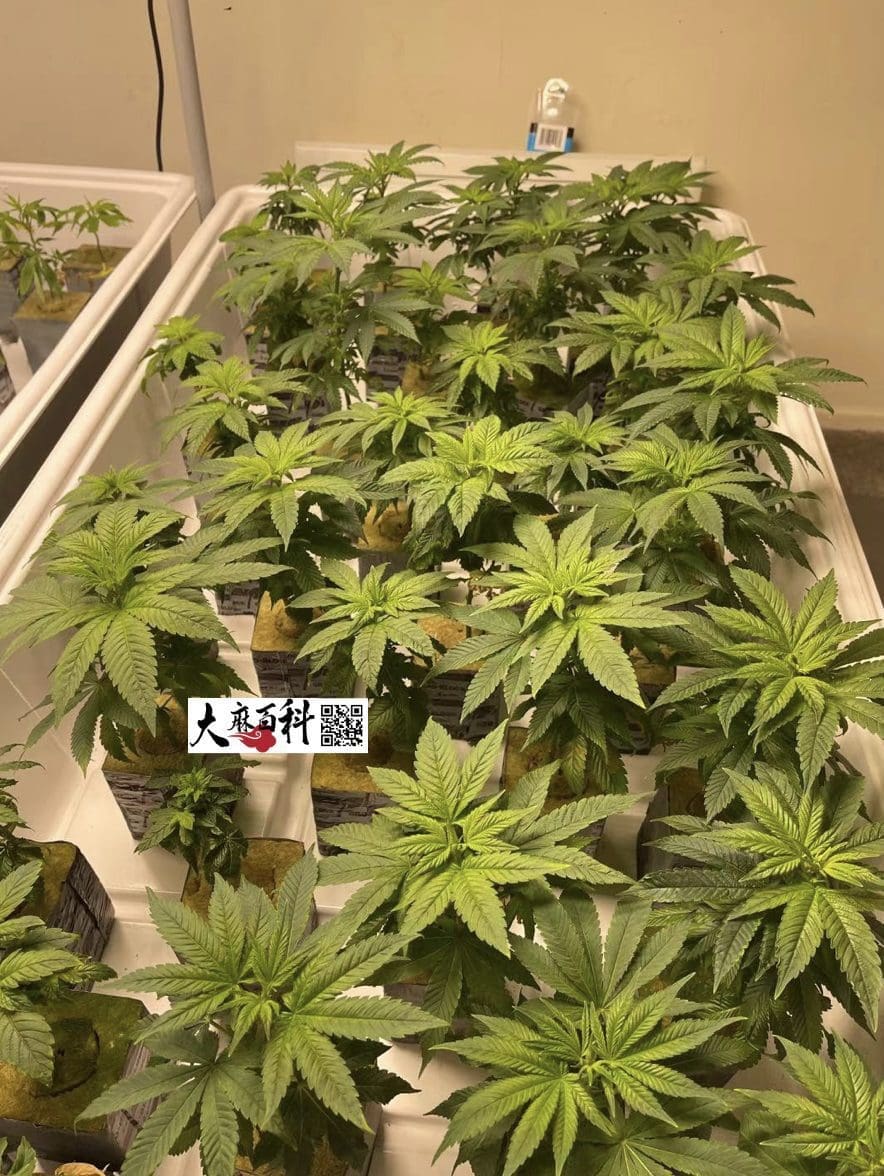 不用养一天树,出根BB直接打花神技再现江湖