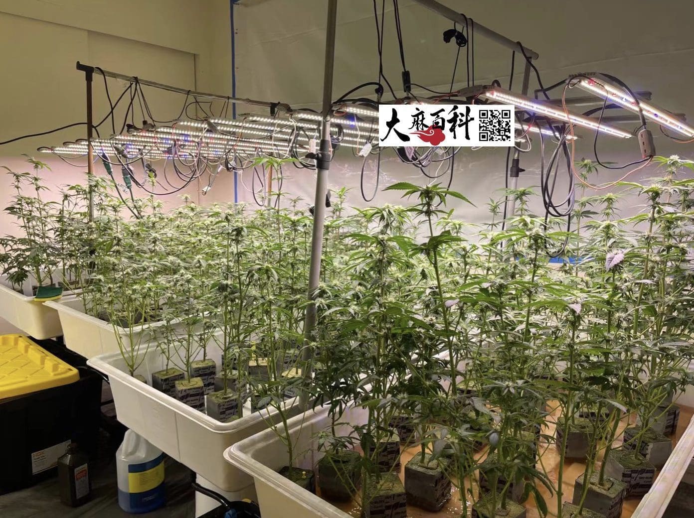 不用养一天树,出根BB直接打花神技再现江湖
