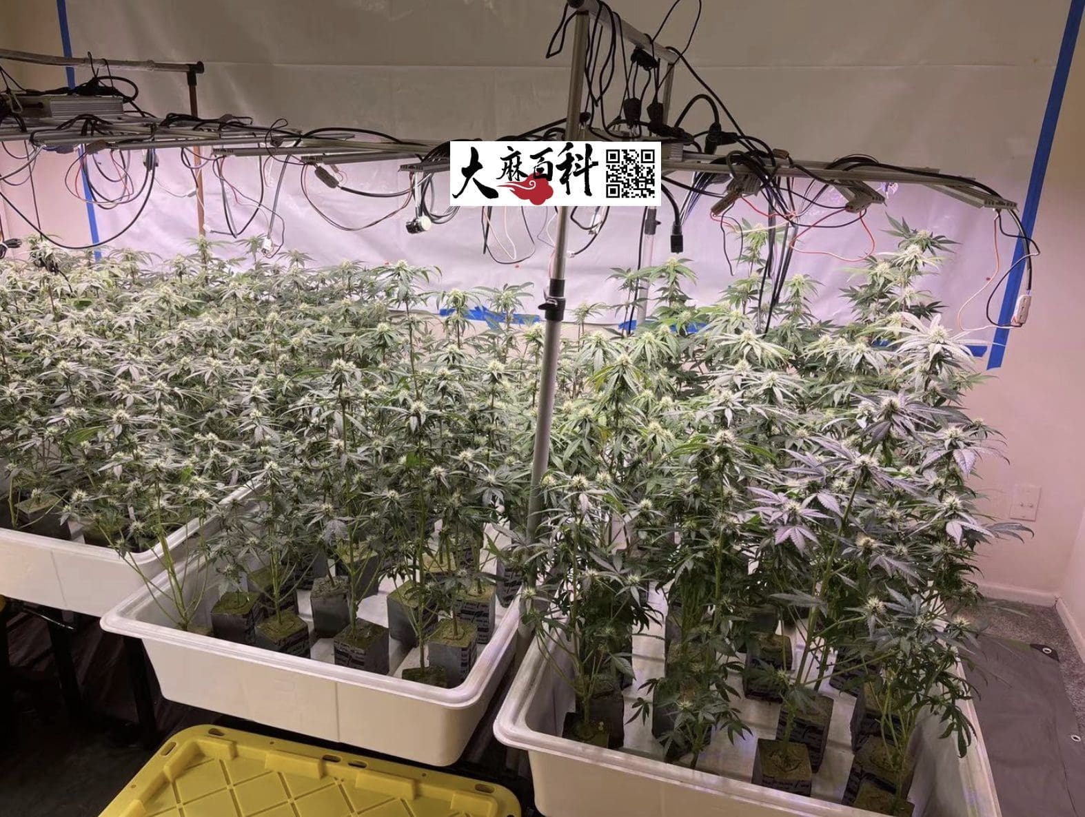 不用养一天树,出根BB直接打花神技再现江湖